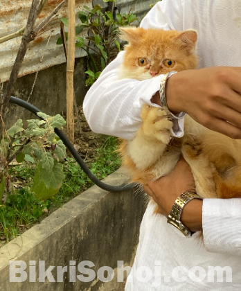 Exotic And Traditional Persian Male.